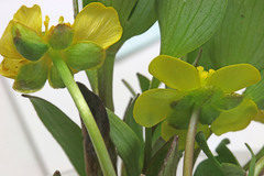 Ranunculus alismifolius montanus