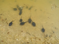 Bufotes viridis balearicus