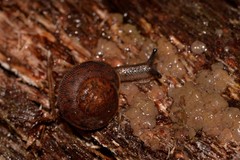 Austrochloritis wollemiensis