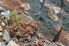 Sedum lanceolatum lanceolatum