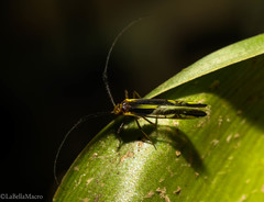 Dictyopsocus pennicornis