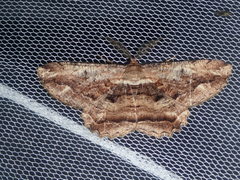 Scioglyptis lyciaria