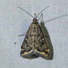 Loxostege munroealis