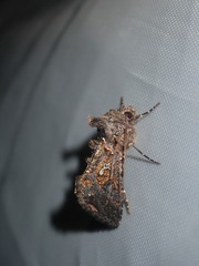 Ctenoplusia limbirena