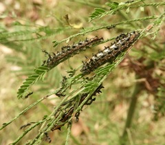 Jalmenus evagoras
