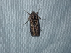 Ctenoplusia limbirena