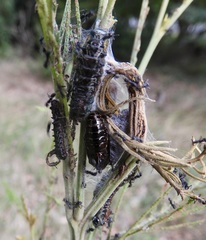 Jalmenus evagoras