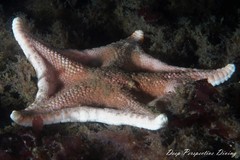 Ceramaster granularis