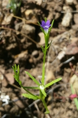 Githopsis specularioides