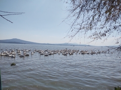 Pelecanus erythrorhynchos