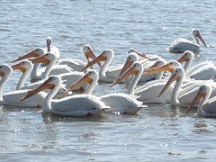 Pelecanus erythrorhynchos