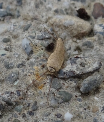 Ctenolepisma ciliatum photo 4