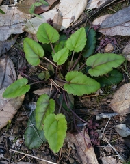 Veronica californica