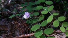 Lathyrus torreyi