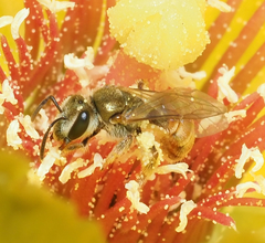 Halictus lutescens