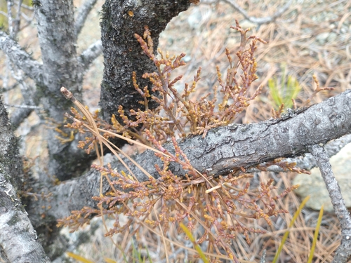 Knobcone pine dwarf mistletoe (Arceuthobium siskiyouense)
