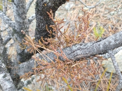 Arceuthobium siskiyouense