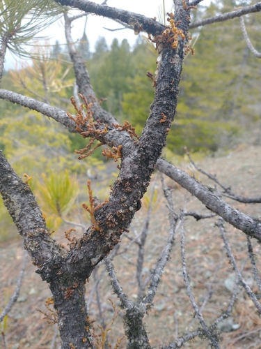Image of Arceuthobium siskiyouense by no rights reserved