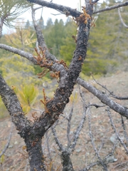 Arceuthobium siskiyouense