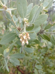 Arctostaphylos nortensis