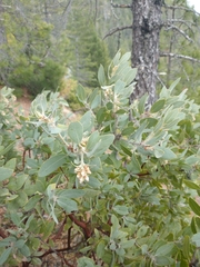 Arctostaphylos nortensis