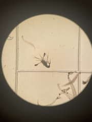 Nephropoidea