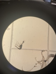 Nephropoidea