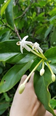 Posoqueria