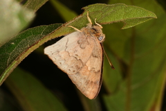 Euselasia thucydides