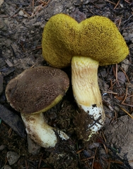Boletus subtomentosus image