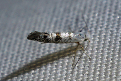 Argyresthia thuiella