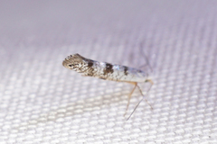 Argyresthia thuiella