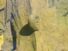 Planorbarius corneus