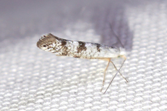 Argyresthia thuiella