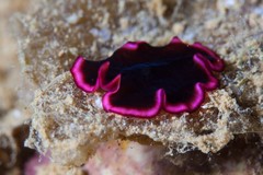 Pseudobiceros gloriosus