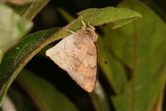 Euselasia thucydides