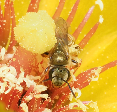 Halictus lutescens