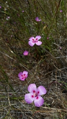 Clarkia gracilis sonomensis