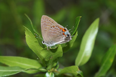 Satyrium liparops floridensis