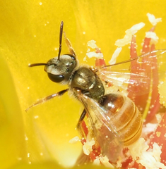 Halictus lutescens