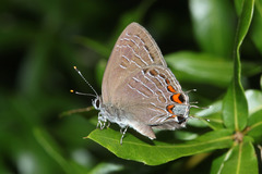 Satyrium liparops floridensis