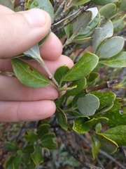 Garrya buxifolia