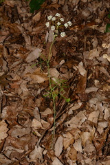 Perideridia americana