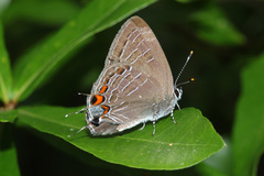 Satyrium liparops floridensis