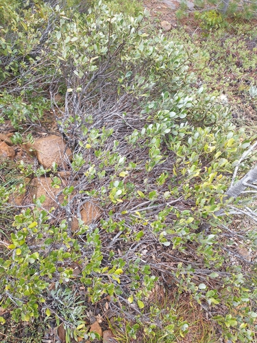 Image of Garrya buxifolia by no rights reserved
