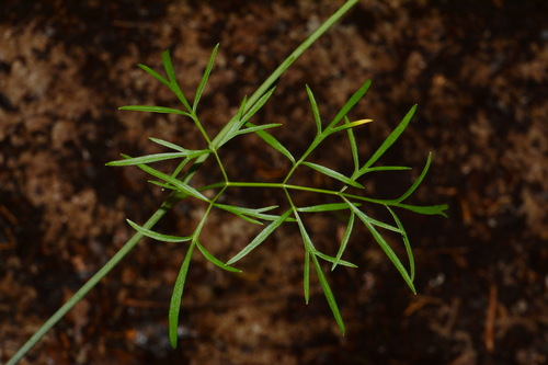 Image of Perideridia americana by (c) Brian Finzel, some rights reserved (CC BY-SA)