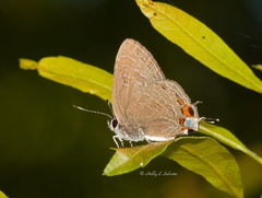 Satyrium liparops floridensis