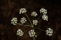 Perideridia americana