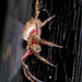 Australasian Garden Orb-Weavers - Photo (c) Fran Wiesner, some rights reserved (CC BY-NC-ND), uploaded by Fran Wiesner