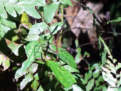 Stheneboea repudiosa